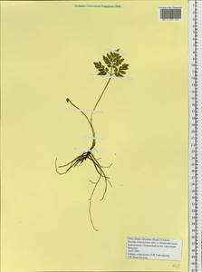 Sceptridium robustum (Rupr.) Lyon, Сибирь, Чукотка и Камчатка (S7) (Россия)