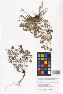 MHA 0 156 792, Чабрец, Восточная Европа, Западно-Украинский район (E13) (Украина)