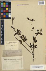 Hydrangea scandens subsp. scandens, Зарубежная Азия (ASIA) (Япония)