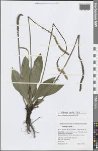 Подорожник Урвилля Opiz, Сибирь, Прибайкалье и Забайкалье (S4) (Россия)