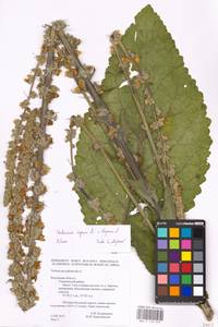 MHA 0 158 839, Verbascum phoeniceum subsp. phoeniceum, Восточная Европа, Центральный район (E4) (Россия)