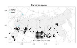 Koenigia alpina, Кенигия альпийская (All.) T. M. Schust. & Reveal, Атлас флоры России (FLORUS) (Россия)