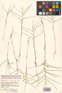 Желтушник выгрызенный L., Восточная Европа, Нижневолжский район (E9) (Россия)