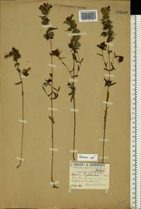 Rhinanthus serotinus var. vernalis (N.W.Zinger) Janch., Восточная Европа, Волжско-Камский район (E7) (Россия)