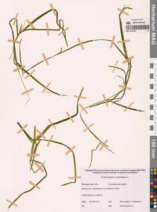 Рдест сплюснутый L., Сибирь, Чукотка и Камчатка (S7) (Россия)