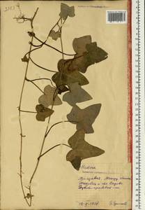 Плющ обыкновенный L., Восточная Европа, Молдавия (E13a) (Молдавия)