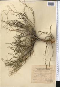 Полынь джунгарская Schrenk, Средняя Азия и Казахстан, Сырдарьинские пустыни и Кызылкумы (M7) (Казахстан)