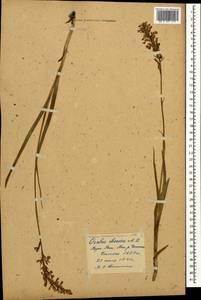 Пальчатокоренник иберийский (M.Bieb. ex Willd.) Soó, Кавказ, Грузия (K4) (Грузия)