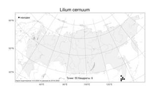 Lilium cernuum, Лилия поникающая Kom., Атлас флоры России (FLORUS) (Россия)
