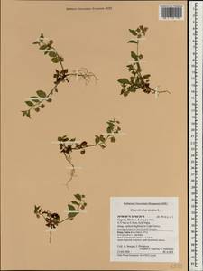 Convolvulus siculus L., Зарубежная Азия (ASIA) (Кипр)