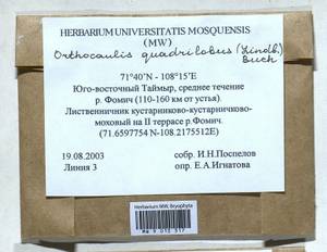 Schljakovianthus quadrilobus (Lindb.) Konstant. & Vilnet, Гербарий мохообразных, Мхи - Красноярский край, Тыва и Хакасия (B17) (Россия)