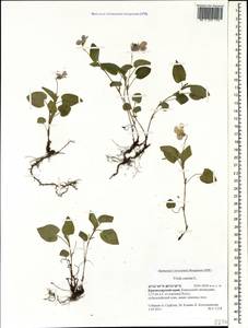 Фиалка собачья L., Кавказ, Краснодарский край и Адыгея (K1a) (Россия)