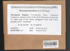 Dicranum laevidens R.S. Williams, Гербарий мохообразных, Мхи - Карелия, Ленинградская и Мурманская области (B4) (Россия)