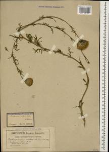 Каллицефалюс блестящий (M. Bieb. ex Willd.) C. A. Mey., Кавказ (без точных местонахождений) (K0)