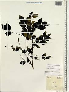 Euphorbiaceae, Зарубежная Азия (ASIA) (Вьетнам)