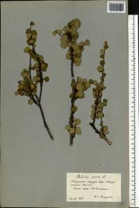 Березка карликовая L., Восточная Европа, Северный район (E1) (Россия)