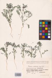 Дымянка Шлейхера Soy.-Will., Восточная Европа, Нижневолжский район (E9) (Россия)