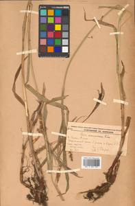 Осока грязная Van Heurck & Müll.Arg., Сибирь, Дальний Восток (S6) (Россия)