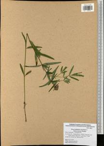 Змееголовник Рюйша, Змееголовник Руйша L., Восточная Европа, Центральный район (E4) (Россия)