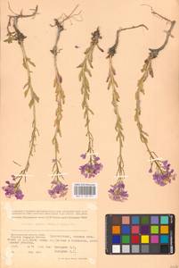 Клаусия солнцепечная (Stephan ex Willd.) Korn.-Trotzky, Восточная Европа, Нижневолжский район (E9) (Россия)