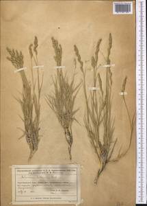 Прибрежница солончаковая (Gouan) Parl., Средняя Азия и Казахстан, Муюнкумы, Прибалхашье и Бетпак-Дала (M9) (Казахстан)