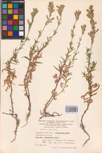 Смолевка ползучая Patrin, Восточная Европа, Восточный район (E10) (Россия)