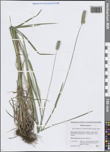 Тимофеевка луговая L., Сибирь, Чукотка и Камчатка (S7) (Россия)