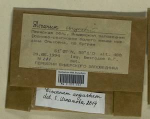 Dicranum angustum Lindb., Гербарий мохообразных, Мхи - Пермский край, Удмуртия, Свердловская и Кировская области (B8) (Россия)
