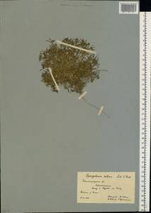 Торичник приморский, Торичник морской (L.) Besser, Восточная Европа, Нижневолжский район (E9) (Россия)