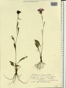 Centaurea ×livonica Weinm., Восточная Европа, Северо-Западный район (E2) (Россия)