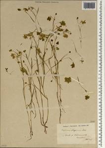 Bupleurum aleppicum Boiss., Зарубежная Азия (ASIA) (Турция)
