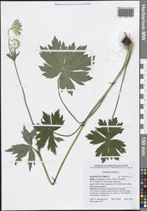 Астранция большая L., Западная Европа (EUR) (Испания)