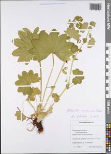 Манжетка Воротникова Czkalov, Восточная Европа, Средневолжский район (E8) (Россия)