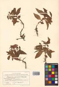 Кенигия аянская (Regel & Tiling) J.H.Xue, Chepinoga & K.P.Ma, Сибирь, Дальний Восток (S6) (Россия)