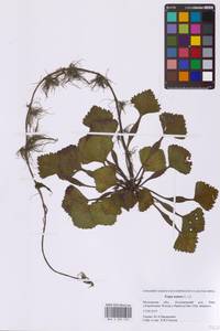 Рогульник плавающий, Чилим плавающий, Водяной орех плавающий L., Восточная Европа, Московская область и Москва (E4a) (Россия)