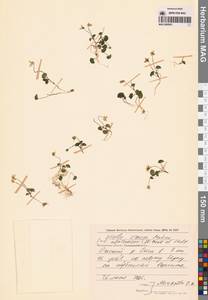 Фиалка толстая (Makino) Makino, Сибирь, Чукотка и Камчатка (S7) (Россия)