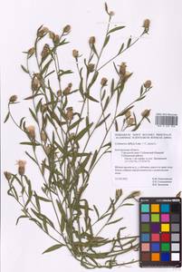 Centaurea diffusa × jacea, Восточная Европа, Центральный лесостепной район (E6) (Россия)