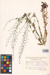 MHA 0 153 037, Незабудка полевая (L.) Hill, Восточная Европа, Молдавия (E13a) (Молдавия)