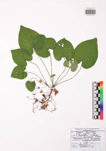 Фиалка холмовая Besser, Восточная Европа, Центральный район (E4) (Россия)