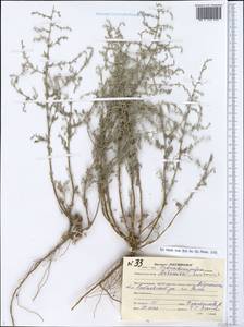 Artemisia caerulescens subsp. caerulescens, Восточная Европа, Нижневолжский район (E9) (Россия)