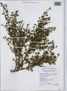 Dittrichia graveolens (L.) Greuter, Западная Европа (EUR) (Испания)