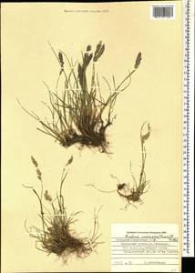 Koeleria eriostachya Pancic, Кавказ, Ставропольский край, Карачаево-Черкесия, Кабардино-Балкария (K1b) (Россия)