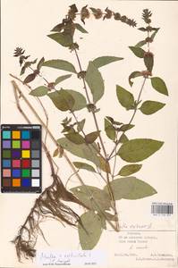 MHA 0 158 257, Mentha × verticillata L., Восточная Европа, Эстония (E2c) (Эстония)