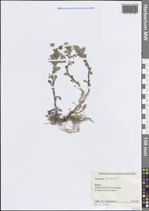 Cota tinctoria subsp. tinctoria, Крым (KRYM) (Россия)