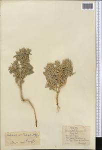 Halimocnemis latifolia Iljin, Средняя Азия и Казахстан, Каракумы (M6) (Туркмения)