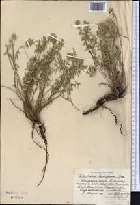 Зизифора пахучковидная Lam., Средняя Азия и Казахстан, Джунгарский Алатау и Тарбагатай (M5) (Казахстан)