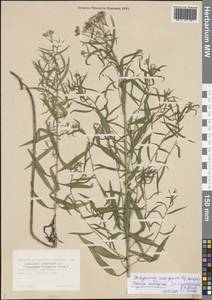 Achillea ptarmica subsp. ptarmica, Сибирь, Западная Сибирь (S1) (Россия)
