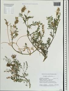 Астрагал эспарцетный L., Крым (KRYM) (Россия)