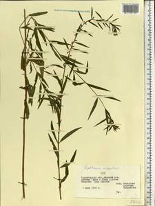 Дербенник лозный L., Восточная Европа, Северо-Украинский район (E11) (Украина)