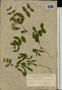 Чина гороховидная L., Восточная Европа, Нижневолжский район (E9) (Россия)